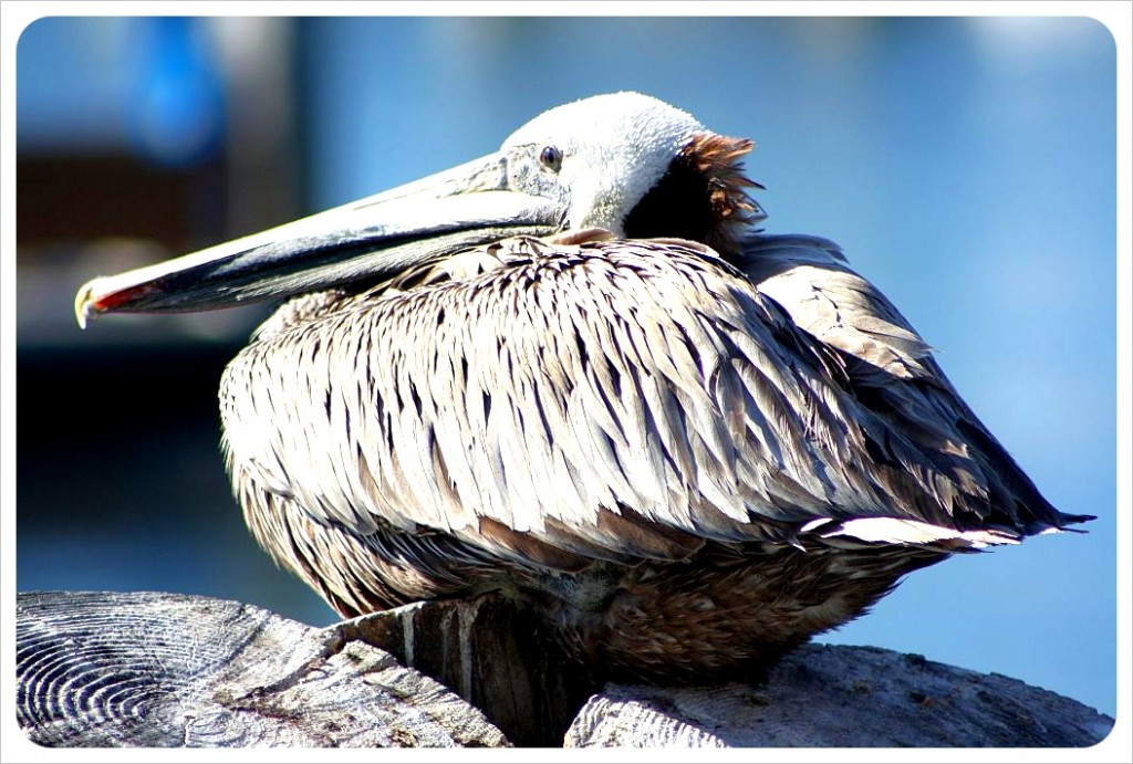 Pelican in Monterey
