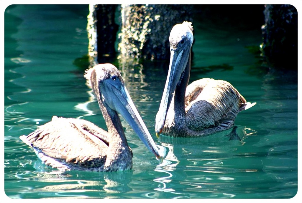Pelicans in Montery Harbor