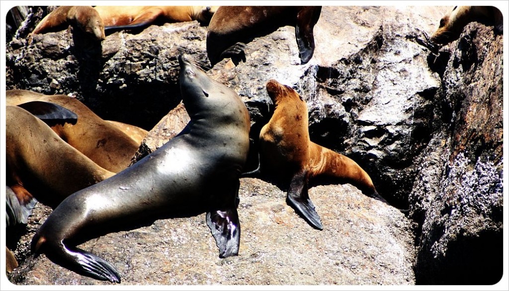 Sea Lions in Monterey Harbor