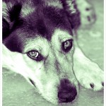 Millie, the Australian Shepherd