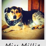 miss millie