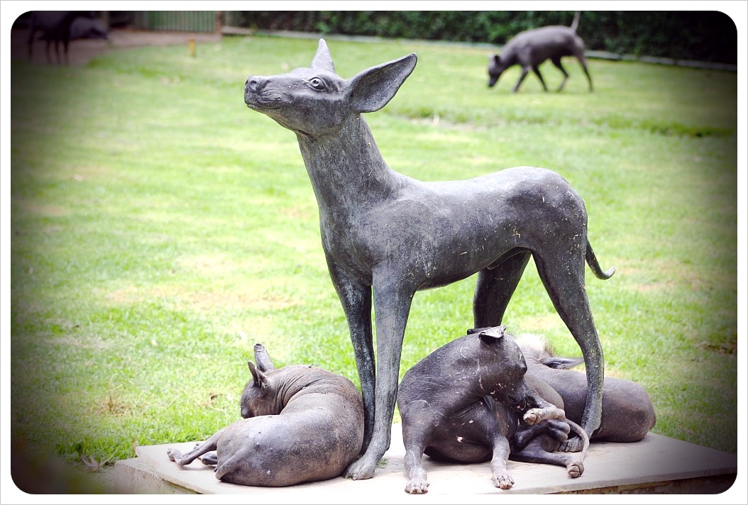 Aztec Dogs GlobetrotterGirls