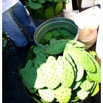Cactei in Xochimilco Market