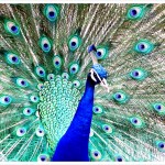 Peacock with feathers