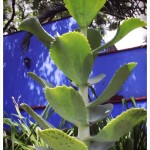 Plant at Casa Azul