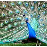 Proud Peacock