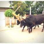 Cattle in San Luis Beltran