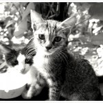 Hostel kitten