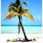 Isla Mujeres palm tree playa norte
