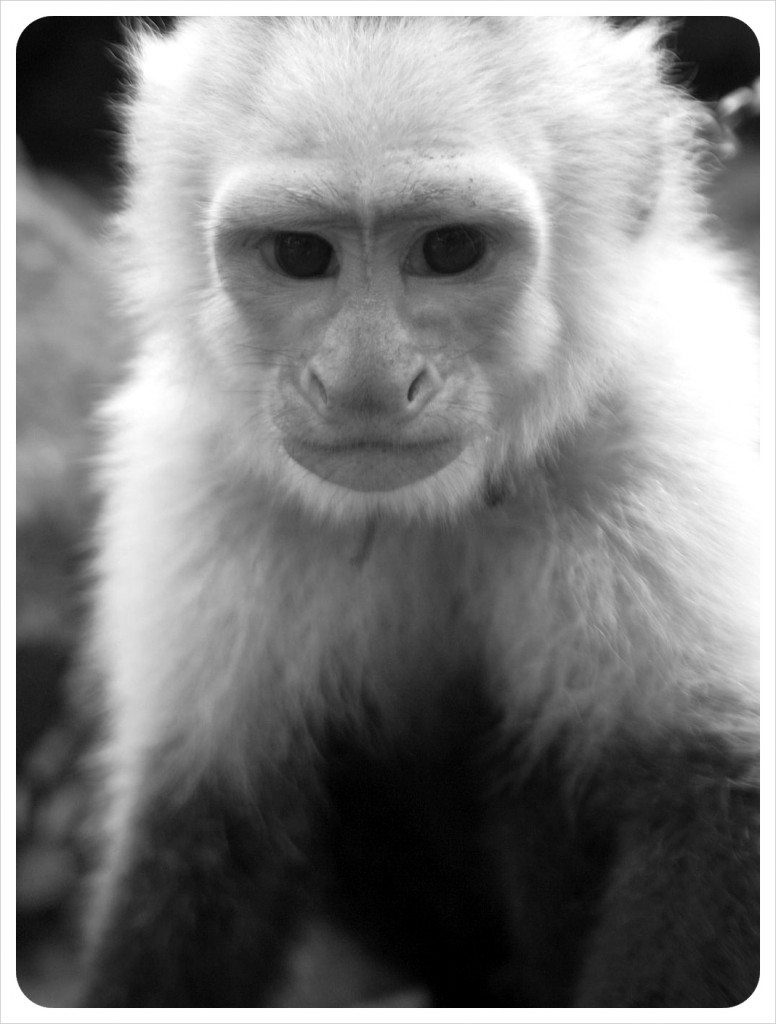 Pet Monkey Ometepe Nicaragua