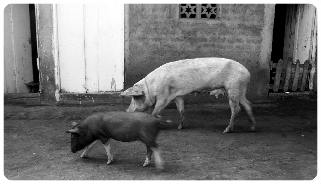 Pigs on Ometepe Nicaragua