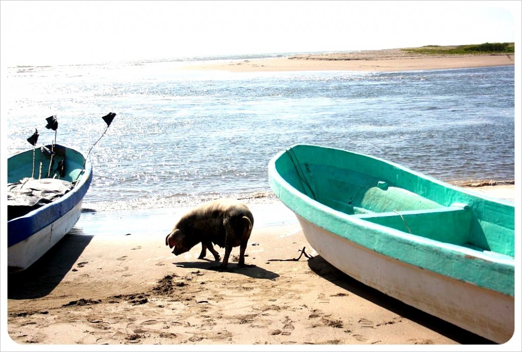 Poneloya Pig on beach Poneloya Pig on beach