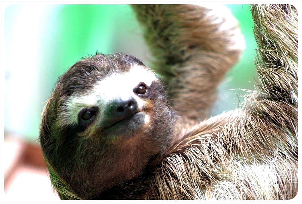 When creepy is cute: Visiting a sloth sanctuary in Costa Rica