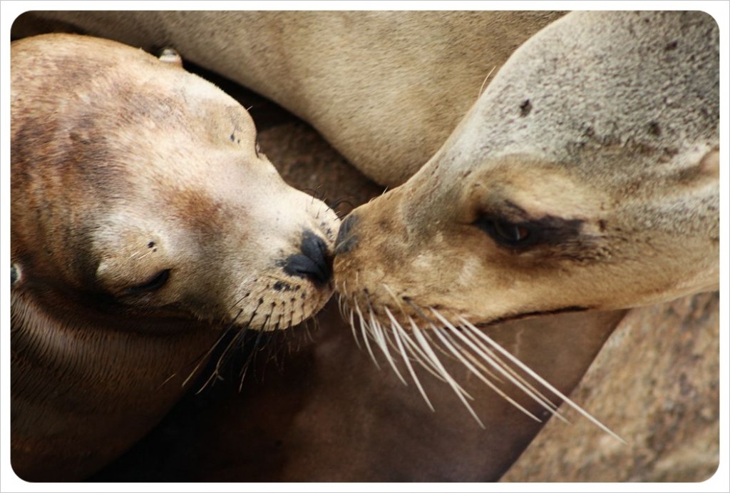 sea elephant kiss - LOVE