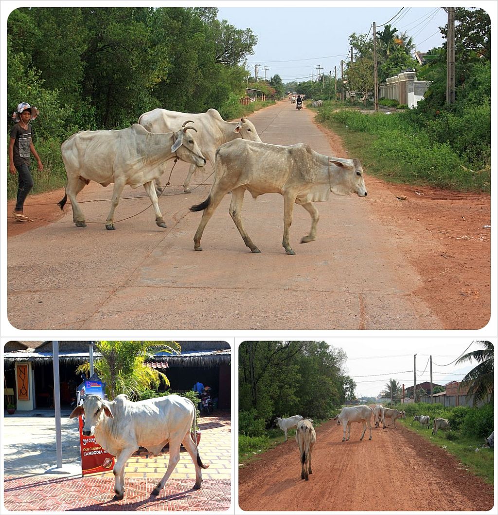 cambodia cows in the streets