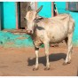 cow in india