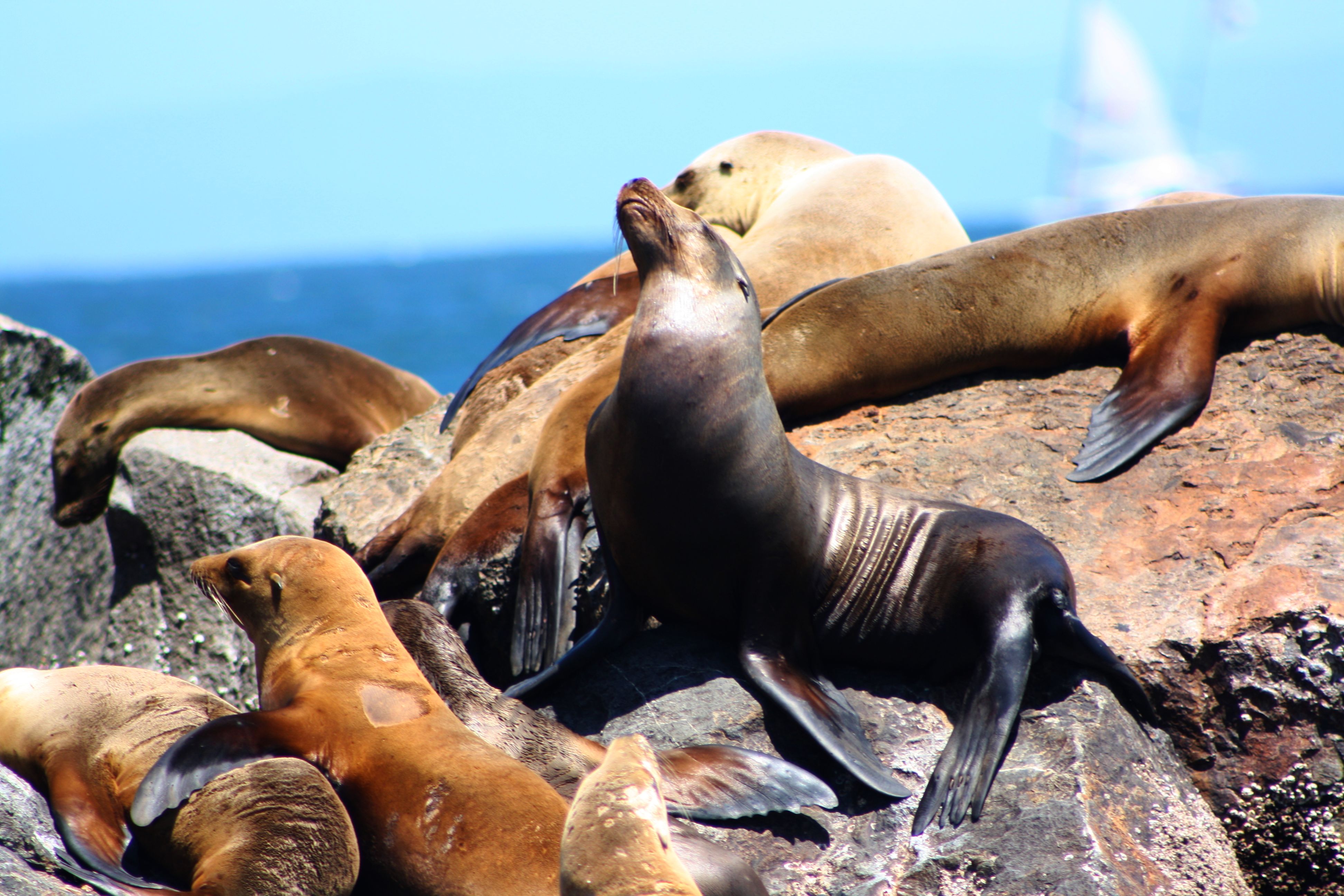 Elephant Seals in Monterey Harbor