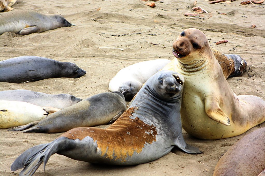 California seals