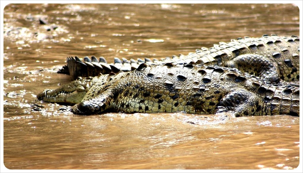 sumidero canyon crocodiles