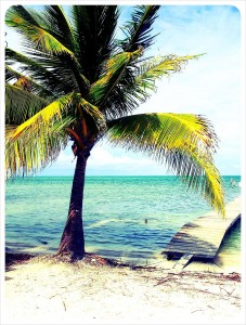 caye caulker ambergris cayes