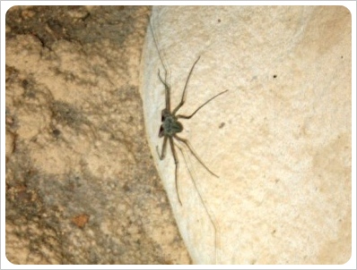 Belize spider