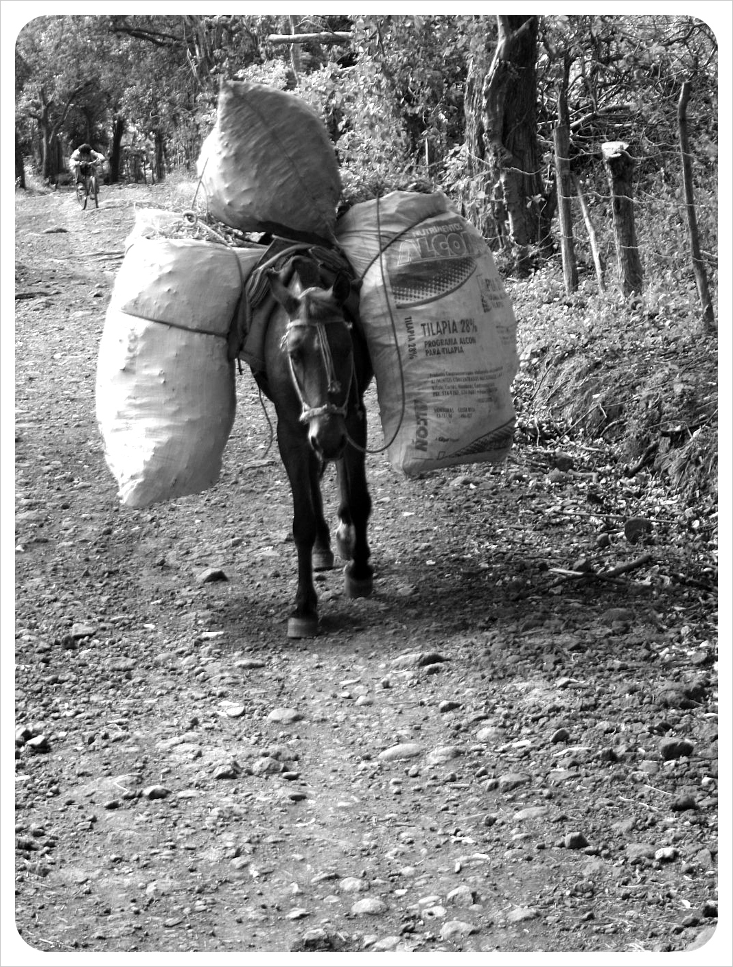 Carrier Horse Ometepe Nicaragua