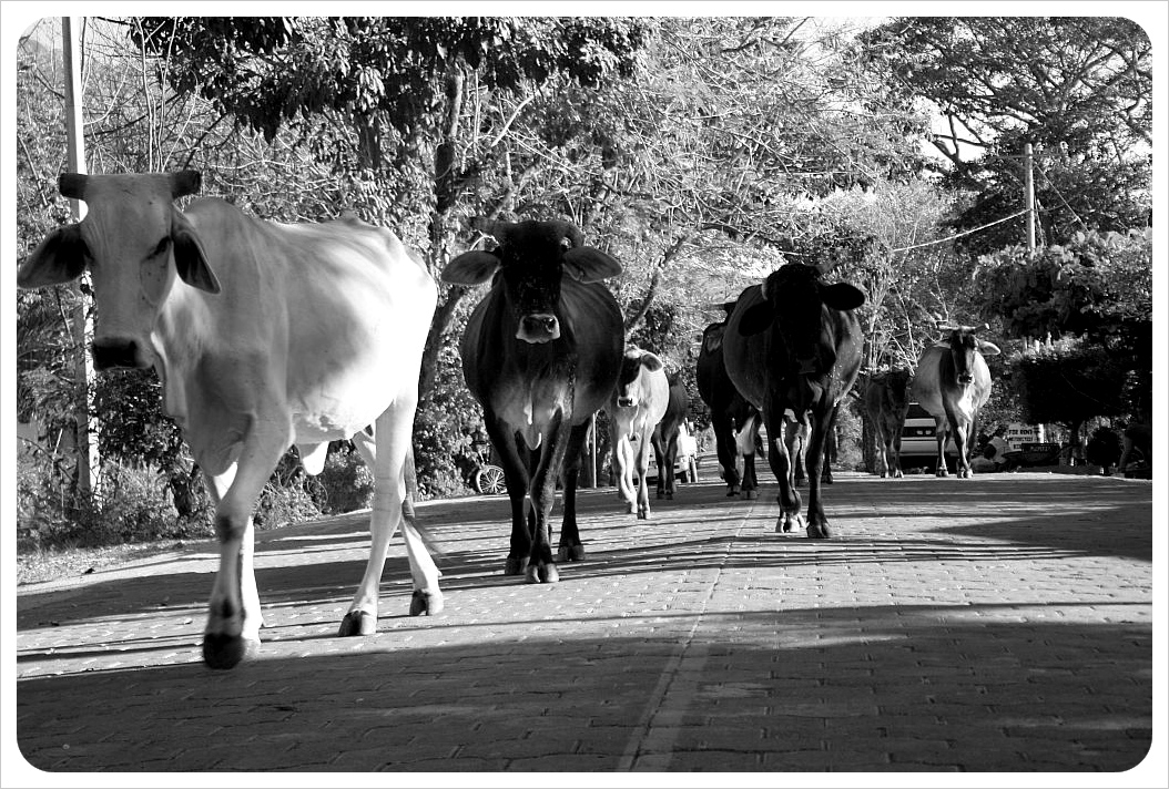 Cattle Ometepe Nicaragua