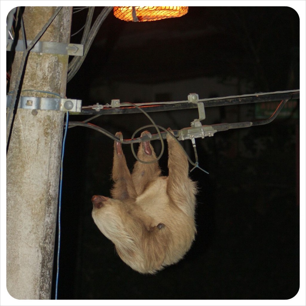 sloth in Monteverde