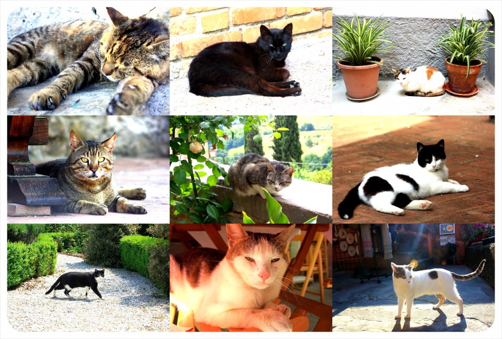 italian cats