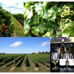 niagara wine country ontario