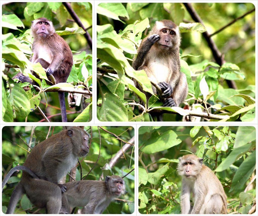 resident monkeys