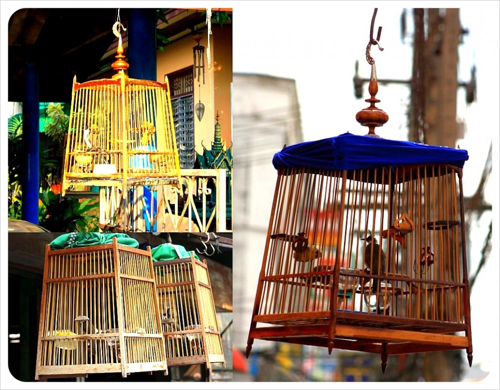 birds in thailand