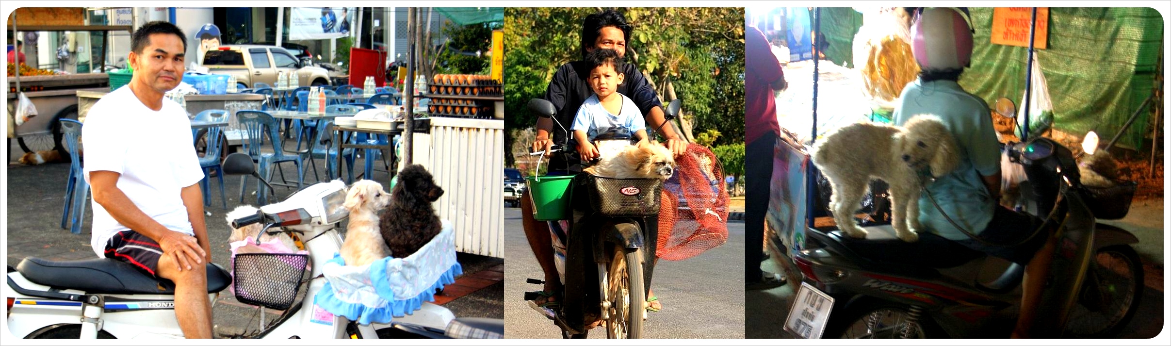 scooters with pets in thailand