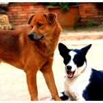 street dogs in chiang mai thailand