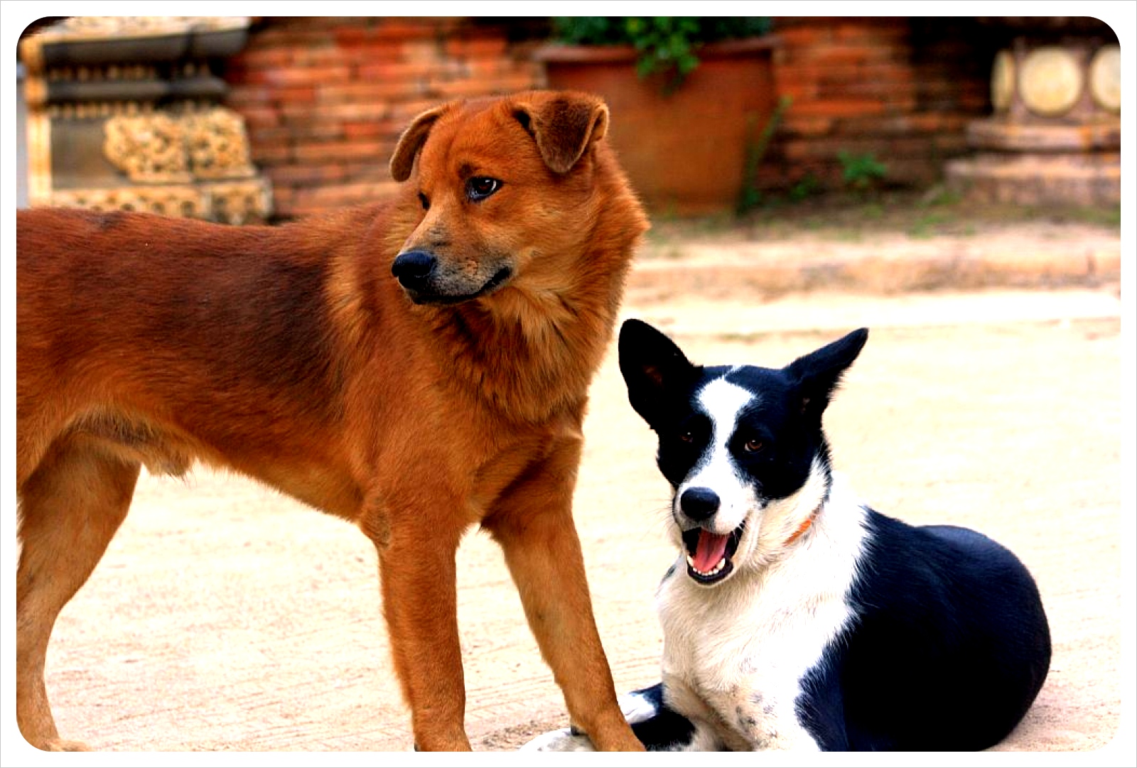 street dogs in chiang mai thailand