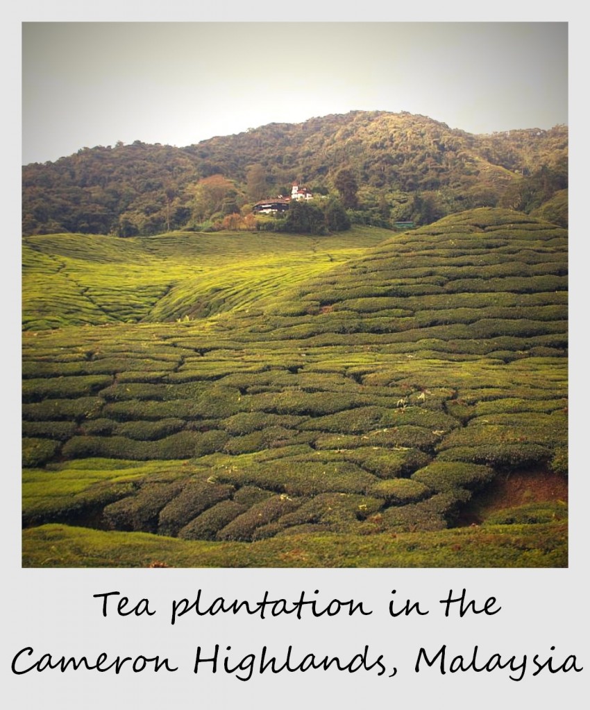 Cameron highlands attractions picture
