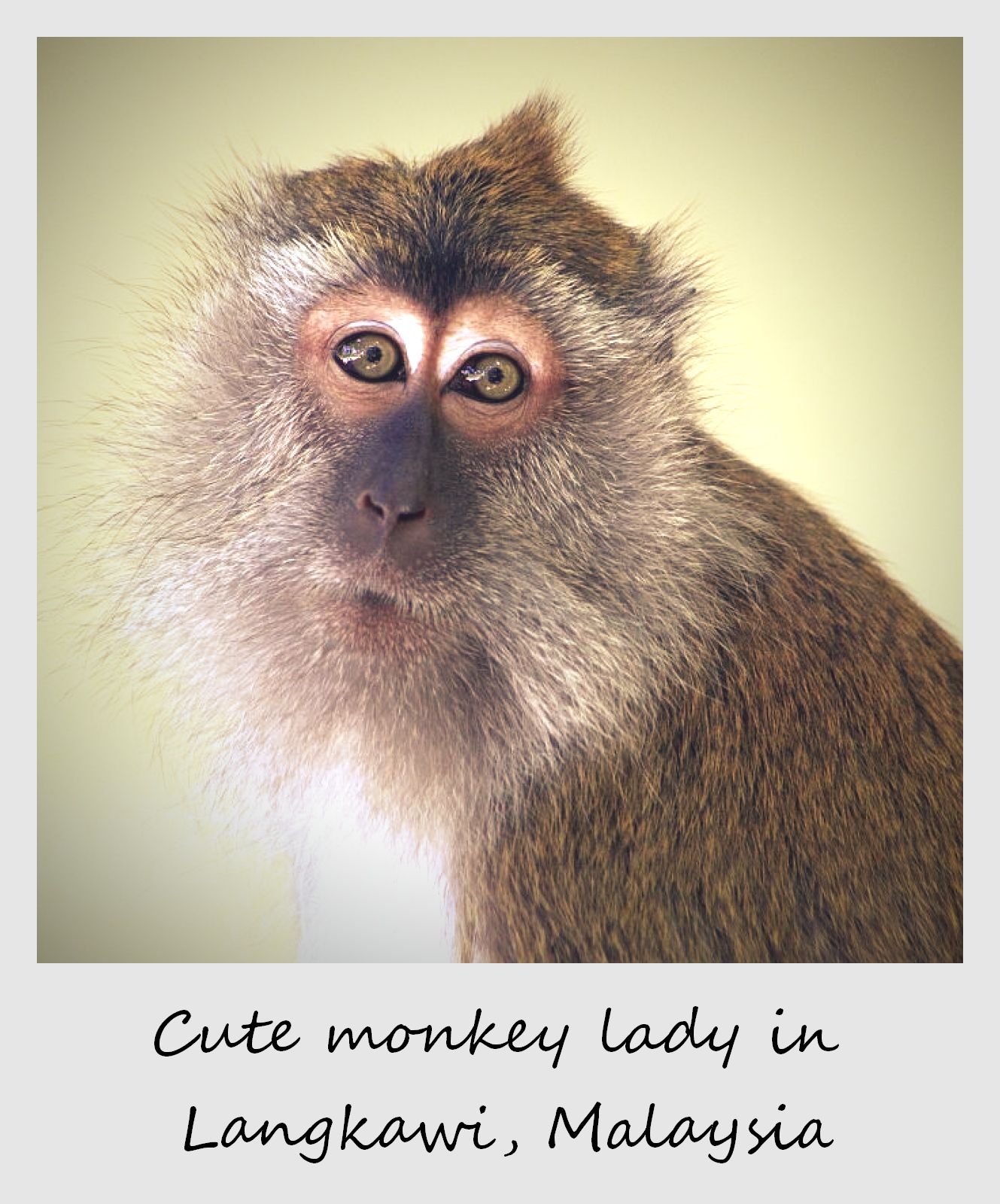 polaroid of the week malaysia langkawi monkey lady