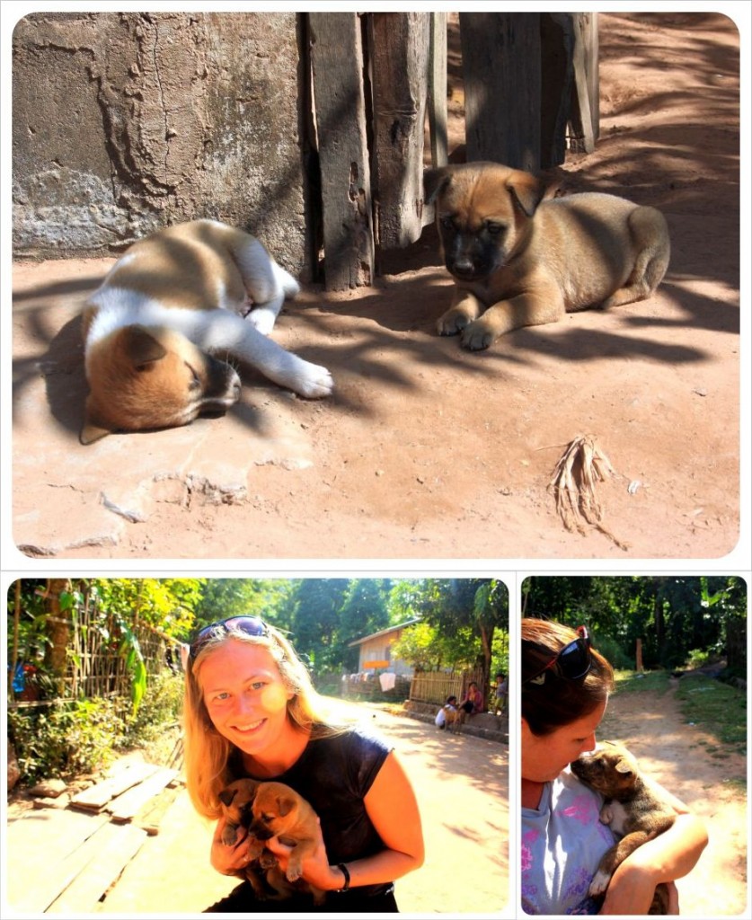 playing with puppies in muang ngoi neua