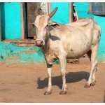 cow in india