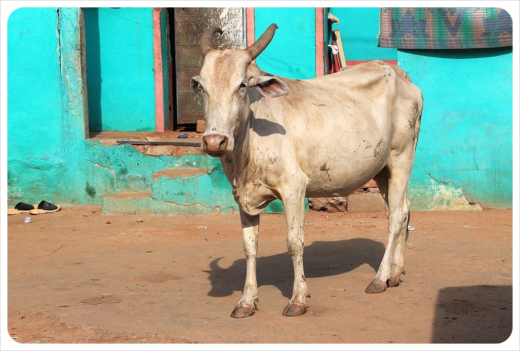 cow in india