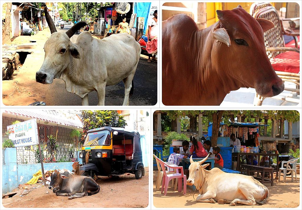rammed by a cow in India