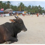 cow at the beach in palolem