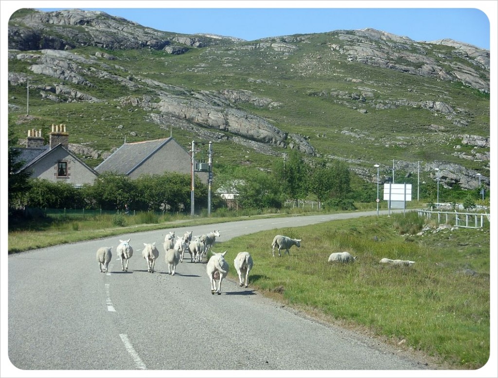 Scotland highlands sheep