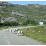 Scotland highlands sheep