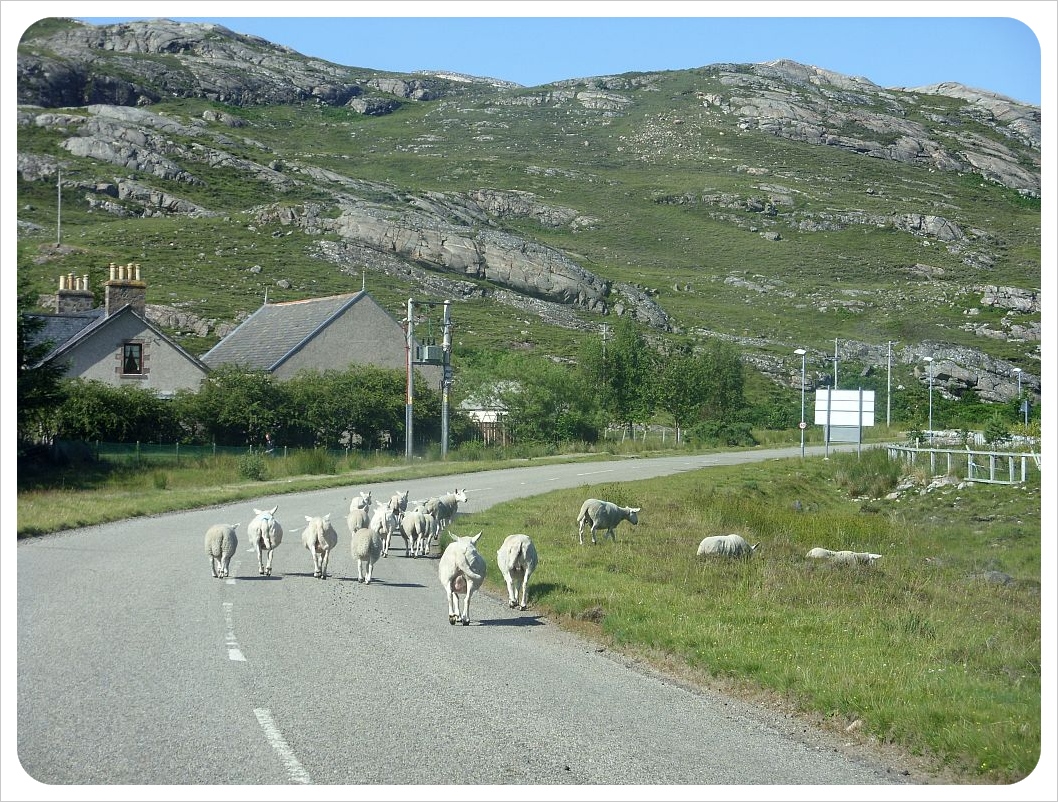 Scotland highlands sheep