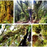 cameron highlands mossy forest