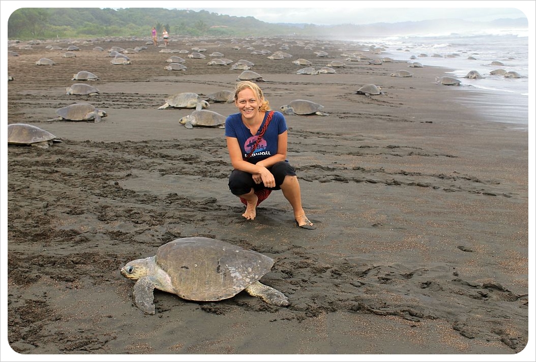 One million turtles marching: An arribada in Costa Rica