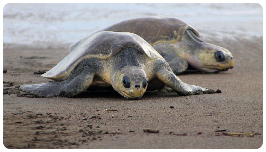 turtles in costa rica turtles in costa rica