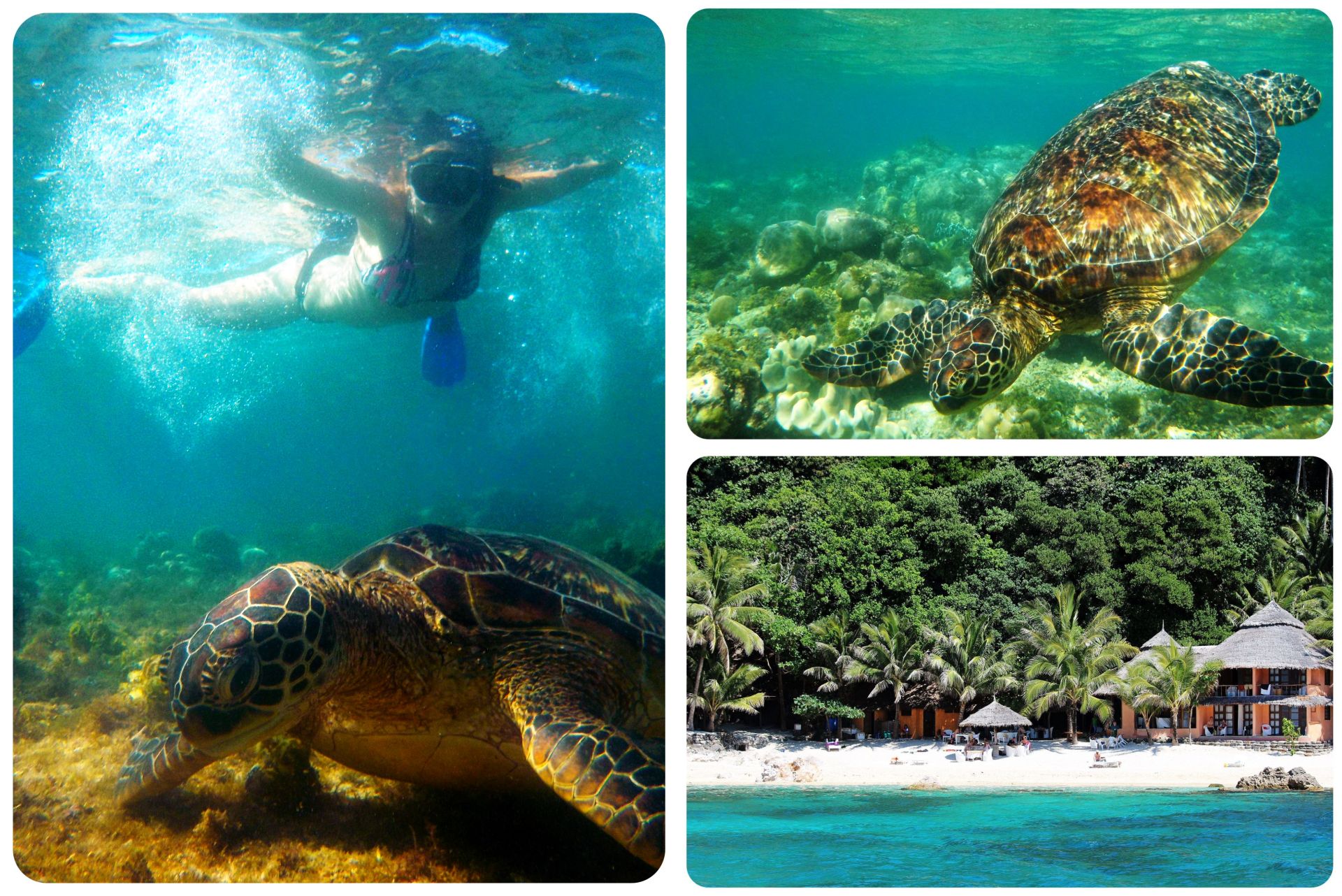 Swimming with sea turtles in Apo Island