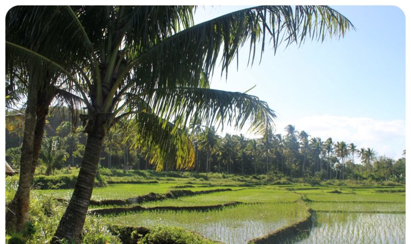 bohol rice fields philippines1